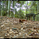 Image for article titled The Very Best Camera Trap Photography